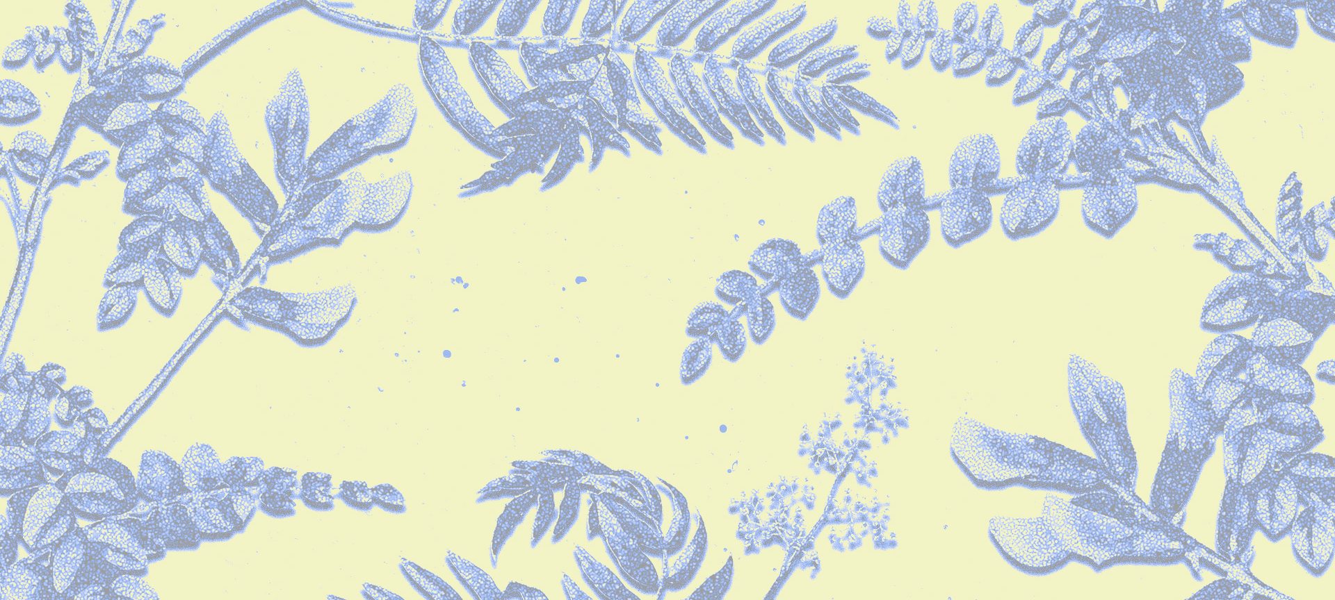 Afbeelding voor Roosje Live in het Park