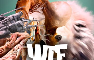 WTF