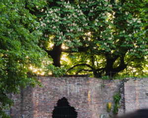 Festival Logo Manu Chao